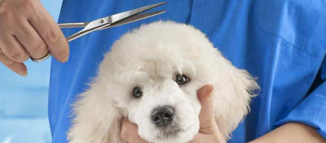 5 Reasons Why Pet Grooming is Important for Your Furry Friend