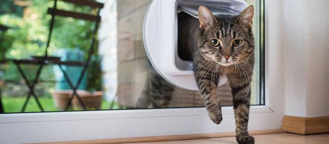 Keeping Your Pet Safe and Happy With Smart Pet Tech