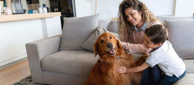 Pet Health Essential Care Tips for Every Pet Owner
