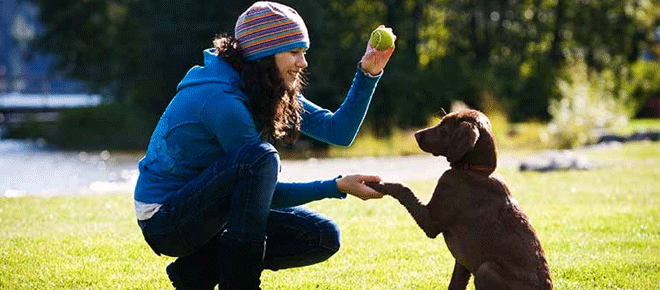 The Benefits of Enrolling Your Puppy in a Training School