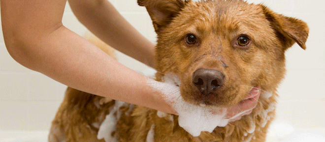 The Benefits of Offering DIY Dog Wash Services at Your Pet