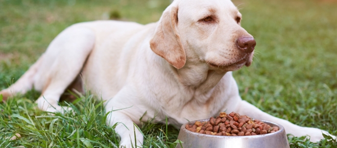 The Best Healthiest Dog Food Recommended by Vets