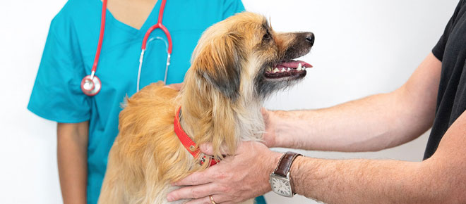 The Importance of Regular Vet Check-Ups for Pet Health