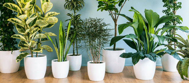 Top 5 Air-Purifying Plants for a Healthier Home